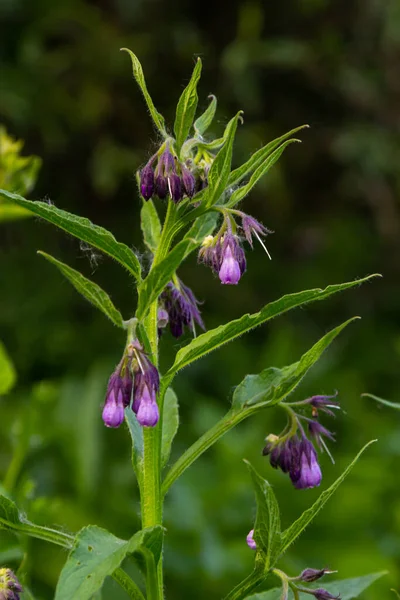 stock image In the meadow, among wild herbs the comfrey Symphytum officinale is blooming.