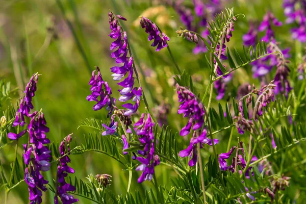 가치있는 약용식물을 얻는다 자주색 배경에 정원에 냄새맡는 꽃봉오리 — 스톡 사진