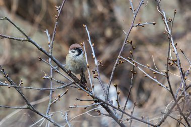 Avrasya ağaç serçesi Passer Montanus. Avrupa 'daki sıradan orman kuşlarının portre fotoğrafları.