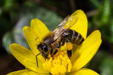 Sarı ahşap Anemone 'da bal arısı, Anemonoides ranunculoides. Doğa ilkbaharda uyanır..