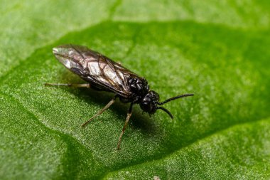 Aquilegia testere sineği aynı zamanda testereli testere pristiforası da denir. Bahçelerde kuş üzümü ve bektaşi üzümü ve ekili tarlalarda yaygın olarak görülür..