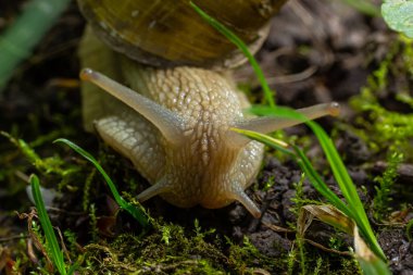 Helix pomatia ayrıca Romalı salyangoz, Burgundy salyangozu, yenilebilir salyangoz veya salyangoz, Helicidae familyasından bir karasal pulmonat yumuşakçasıdır..