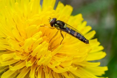 Macro of a long hoverfly Sphaerophoria scripta of the Syrphidae family on a yellow flower.