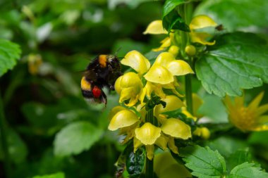 Bombus Terrestri 'si, güneşli yaz gününde ormanda sarı başmelek Lamium galeobdolon' u tozlaştırıyor..