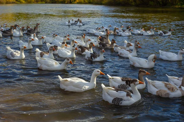 Hausgänse Schwimmen Wasser Ein Schwarm Weißer Schöner Gänse Fluss — Stockfoto