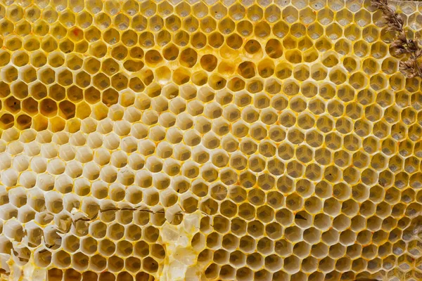 Honingraat Bijen Close Een Houten Frame Een Werkende Buckfast Bijenkorf — Stockfoto