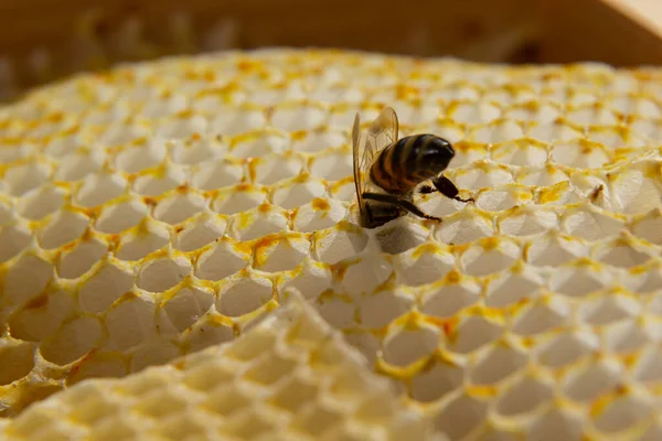 Arılarla Yakından Çekilmiş Güzel Bir Bal Peteği Bir Arı Sürüsü — Stok fotoğraf