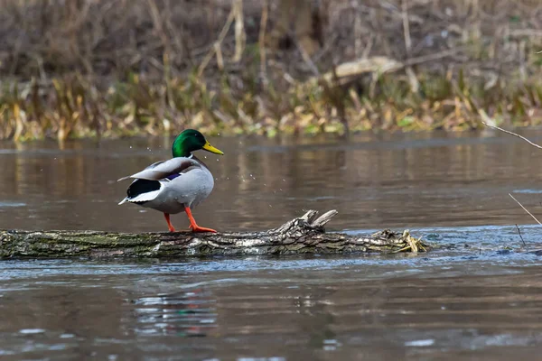 stock image Mallard duck swimming on a pond picture with reflection in water. One mallard duck quacking on a lake.