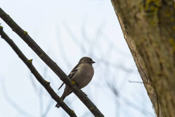 Buchfink Sitzt Auf Einem Baum Schöner Singvogel Buchfink Freier Wildbahn — Stockfoto