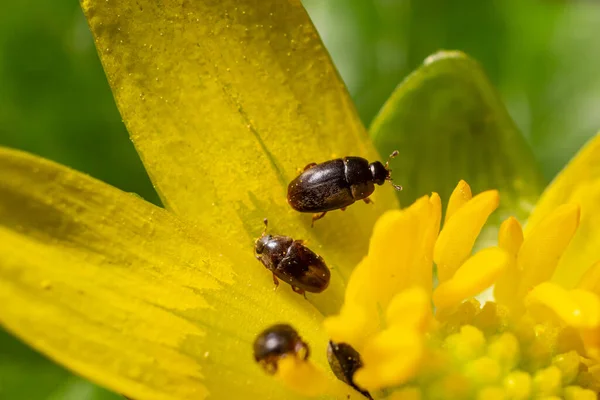 Rape Beetle Meligethes Aeneus Field Pennycress Thlaspi Arvense Plant Spring — Stock Photo, Image