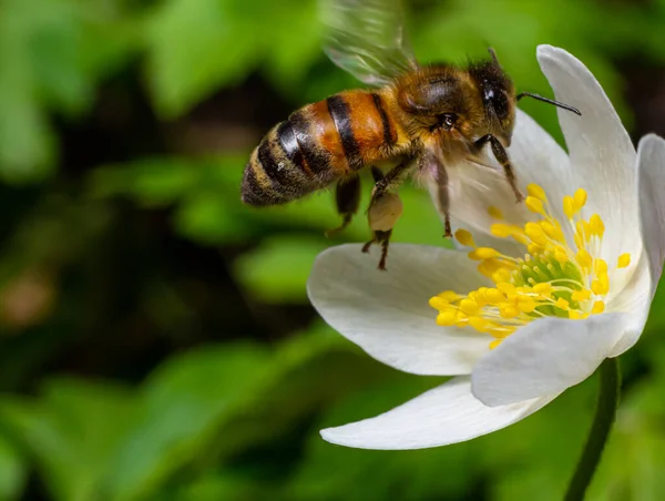 Bee, Western honey bee - Apis mellifera, with pollen sits on the flower of wood anemone.