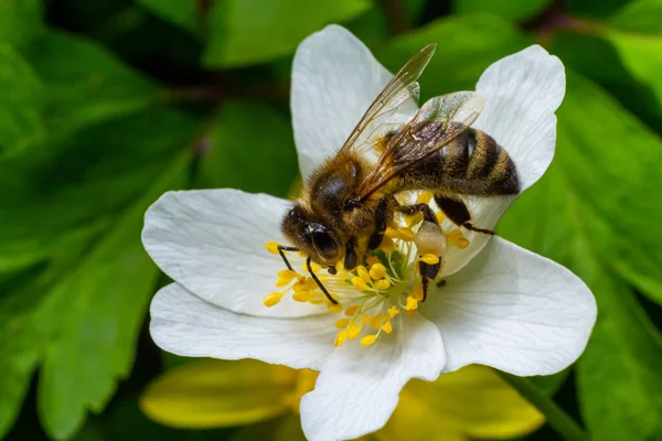 Bee, Western honey bee - Apis mellifera, with pollen sits on the flower of wood anemone.