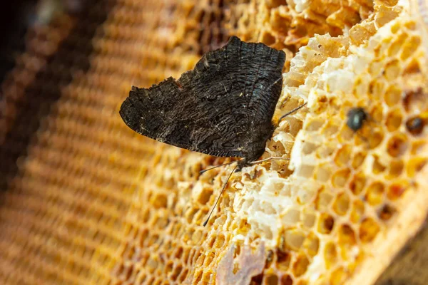 Butterfly Urticaria Bee Honeycombs Close Beekeeping Butterfly Feeds Honey Beehives — Stock Photo, Image