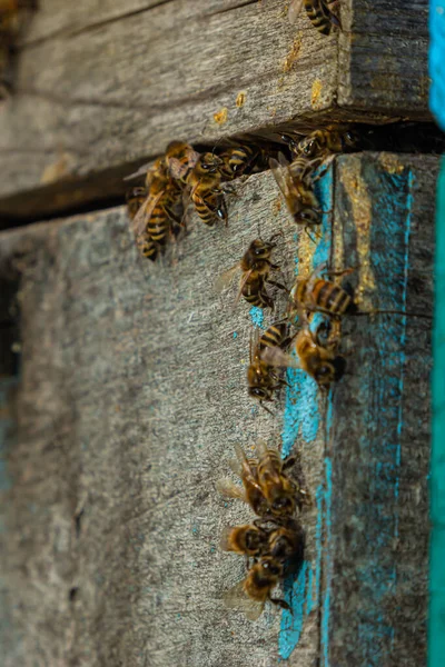 一群蜜蜂在蜂窝附近飞行 木制蜂窝和蜜蜂 蜜蜂飞了出来 飞进了一个木制老式蜂窝的圆形入口 近距离观察它的近景 — 图库照片
