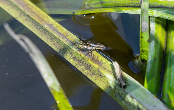 Böcek Gerris Lacustris Avrupa Yüzeyinde Hızlı Hareket Edebilme Hidrofobik Bacaklara — Stok fotoğraf
