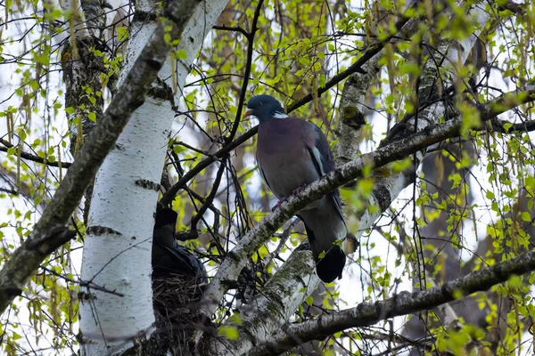 Columba Palumbus Burung Pada Cabang Birch Pada Bulan Juni Merpati — Stok Foto
