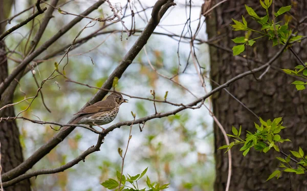 Song Thrush Perched Happily Tree Branch Observes Park Turdus Philomelos — Stock Photo, Image