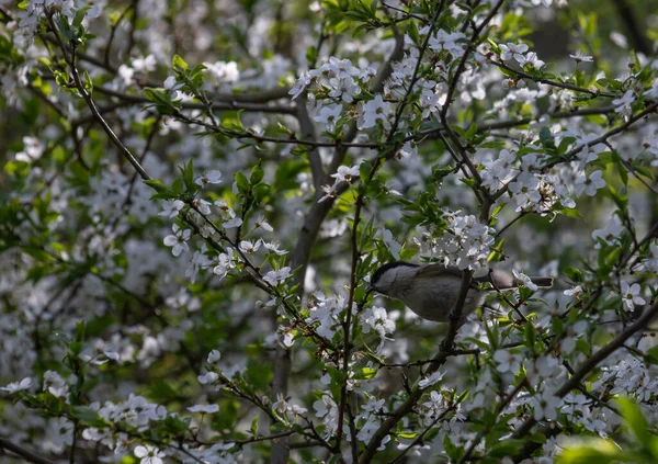 Marsh Tit Poecile Palustris Perches Tree Nature — Stok Foto