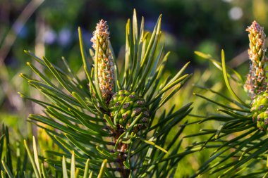 Sylvestris Scotch Avrupa kırmızı çam ağacı İskoçya da Baltık çamı. Kapalı makro seçici odak dalı koni çiçekleri ve odak alanı dışında polen telif alanı ile.