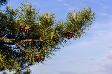Sylvestris Scotch Avrupa kırmızı çam ağacı İskoçya da Baltık çamı. Kapalı makro seçici odak dalı koni çiçekleri ve odak alanı dışında polen telif alanı ile.