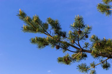 Sylvestris Scotch Avrupa kırmızı çam ağacı İskoçya da Baltık çamı. Kapalı makro seçici odak dalı koni çiçekleri ve odak alanı dışında polen telif alanı ile.