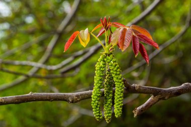 İlkbaharda ceviz dalı, ceviz ağacı yaprakları ve kedi derileri kapanır. Ceviz ağacı çiçek açar, bahar mevsiminde ağacın taze yaprakları, doğa..