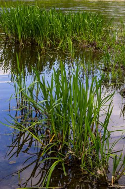 Su, nehrin yanında mısırlı sosis yetiştirir. Typha latifolia sazlık çiçeği bulrush olarak da bilinir..