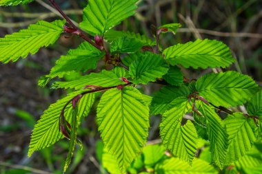 Hornbeam yaprağı güneşte. Taze yeşil yapraklı Hornbeam ağacı dalı. Güzel yeşil doğal arka plan. Bahar yaprakları.