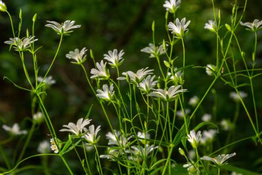 Stellaria sanal çayı. Tavuk otunun narin orman çiçekleri, Stellaria holostea ya da Echte Sternmiere. Çiçek arkaplanı. Doğal yeşil arka planda beyaz çiçekler. Bahar ormanında çiçekler.