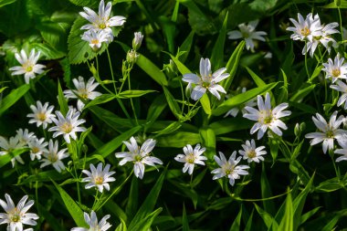 Stellaria sanal çayı. Tavuk otunun narin orman çiçekleri, Stellaria holostea ya da Echte Sternmiere. Çiçek arkaplanı. Doğal yeşil arka planda beyaz çiçekler. Bahar ormanında çiçekler.