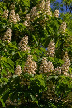 Cluster with white chestnut flowers. White chestnut blossom with tiny tender flowers and green leaves background. Horse chestnut flower with selective focus. Horse chestnut blossoming in springtime.