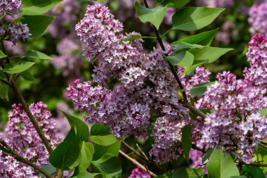İlkbaharda mor leylak çalıları çiçek açar. Yeşil bahçede güzel çiçekli duvar kâğıdı.