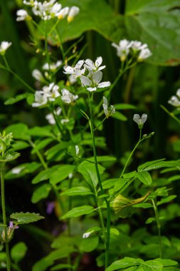 Cardamine Amara, büyük acı tereyağı olarak bilinir. Bahar ormanı. Çiçek açan bir bitkinin çiçek arkaplanı.