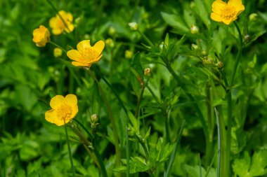 Ranunculus Tövbe 'ye yakın çekim, sürünen düğün çiçeği, Ranunculaceae familyasının çiçek açan bir bitkisidir..