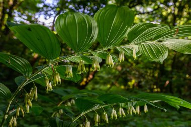 Polygonatum multiflorum, Süleyman 'ın mührü, Davut' un arpı, Cennete merdiven dayaması veya Avrasya Süleyman 'ın mührü, Asparagaceae familyasından bir bitki türü..