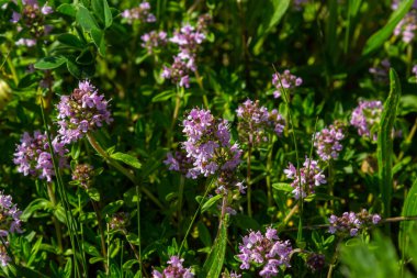 Çiçekli kokulu Thymus Serpilllum, Breckland yabani kekik, sürünen kekik, ya da elf kekik yakın çekim, makro fotoğraf. Güneşli bir günde tarlada güzel yiyecekler ve tıbbi bitkiler.