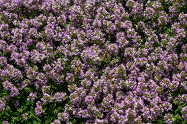 Çiçekli kokulu Thymus Serpilllum, Breckland yabani kekik, sürünen kekik, ya da elf kekik yakın çekim, makro fotoğraf. Güneşli bir günde tarlada güzel yiyecekler ve tıbbi bitkiler.