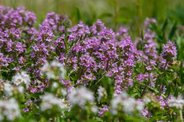 Çiçekli kokulu Thymus Serpilllum, Breckland yabani kekik, sürünen kekik, ya da elf kekik yakın çekim, makro fotoğraf. Güneşli bir günde tarlada güzel yiyecekler ve tıbbi bitkiler.
