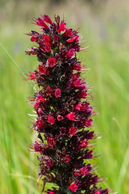 Rus Bugloss kırmızı çiçekleri, Echium russicum Echium rubrum, Pontechium maculatum çiçeği tarlada.