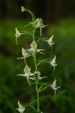 Platanthera bifolia, Platanthera familyasından bir orkide türüdür. Ormanda çiçek açtı..