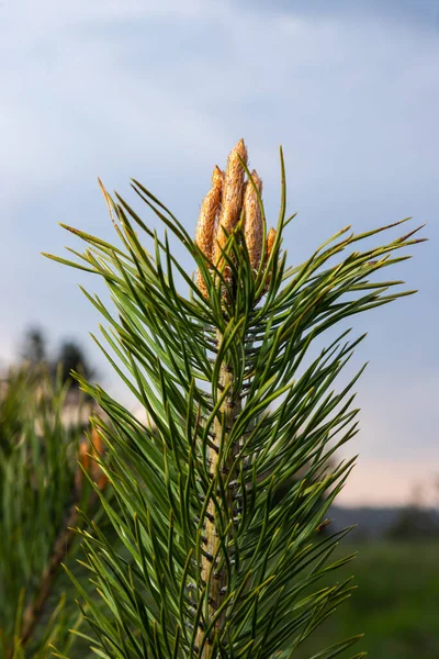 Sylvestris Scotch European Red Pine Scotts Nebo Baltic Pine Detailní — Stock fotografie