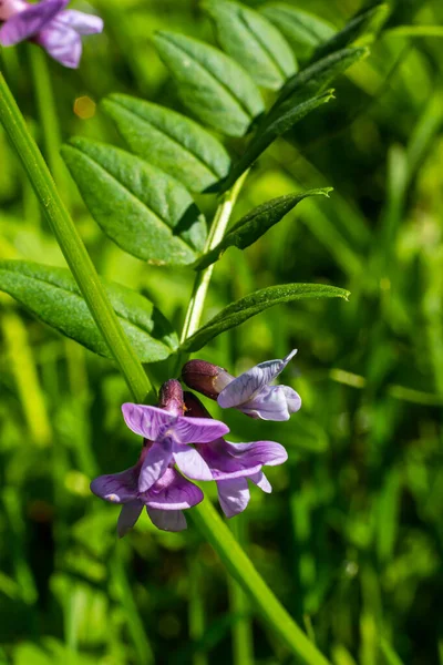 Vicia Sepium Een Plantensoort Uit Familie Van Viciidae Bush Wikke — Stockfoto