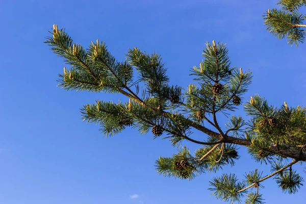 베스트 스코트 Sylvestris Scotch European Red Pine Scots 소나무이다 매크로 — 스톡 사진