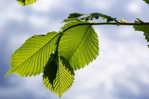 Листя Рогу Сонці Гілка Кущового Дерева Свіжим Зеленим Листям Прекрасний — стокове фото