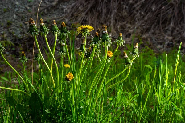 緑色の背景にタンポポの黄色の花 春と夏の背景 — ストック写真