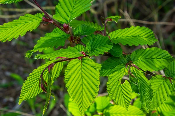 太陽の下でホーンビームの葉 新鮮な緑の葉を持つホーンビームの木の枝 美しい緑の自然背景 春の葉 — ストック写真