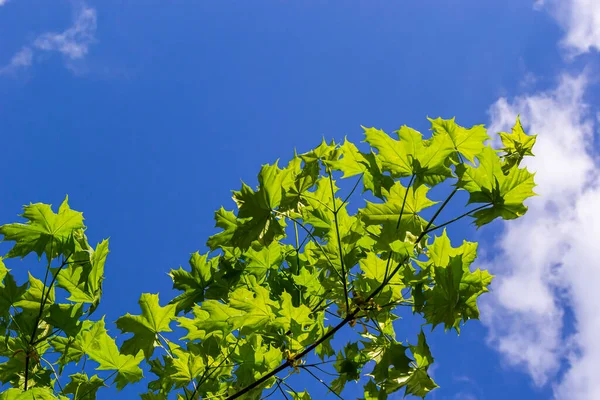 Зелене Свіже Кленове Листя Макросі Блакитним Небом Літній Сонячний День — стокове фото