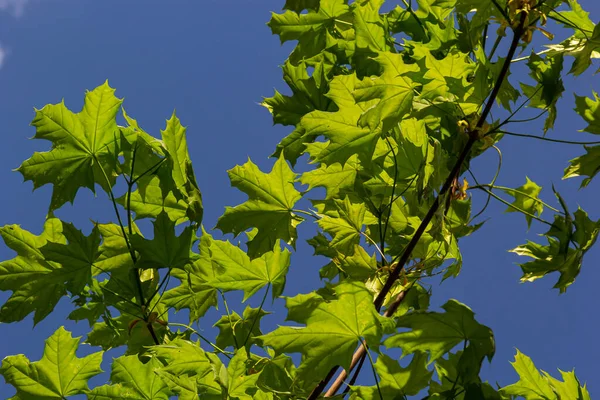 Πράσινα Φρέσκα Φύλλα Σφενδάμου Μακροεντολή Μπλε Ουρανό Καλοκαίρι Ηλιόλουστη Μέρα — Φωτογραφία Αρχείου