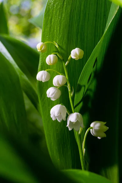 Lily Doliny Kwiaty Convallaria Majalis Małymi Białymi Dzwoneczkami Makro Zbliżenie — Zdjęcie stockowe
