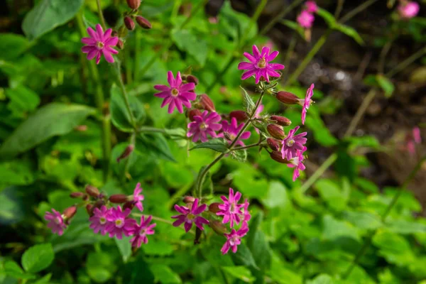 Silene Dioica Melandrium Rubrum Known Red Campion Red Catchfly Herbaceous — Stock Photo, Image